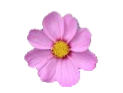 blume